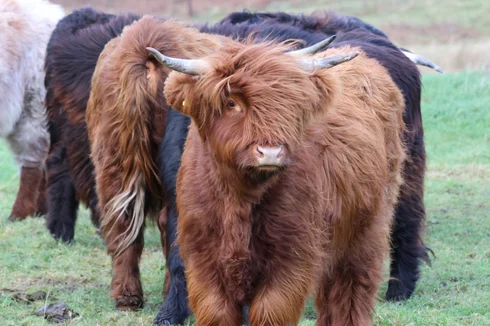 A group of highland coos - photographed by Dr Lori Beth Bisbey